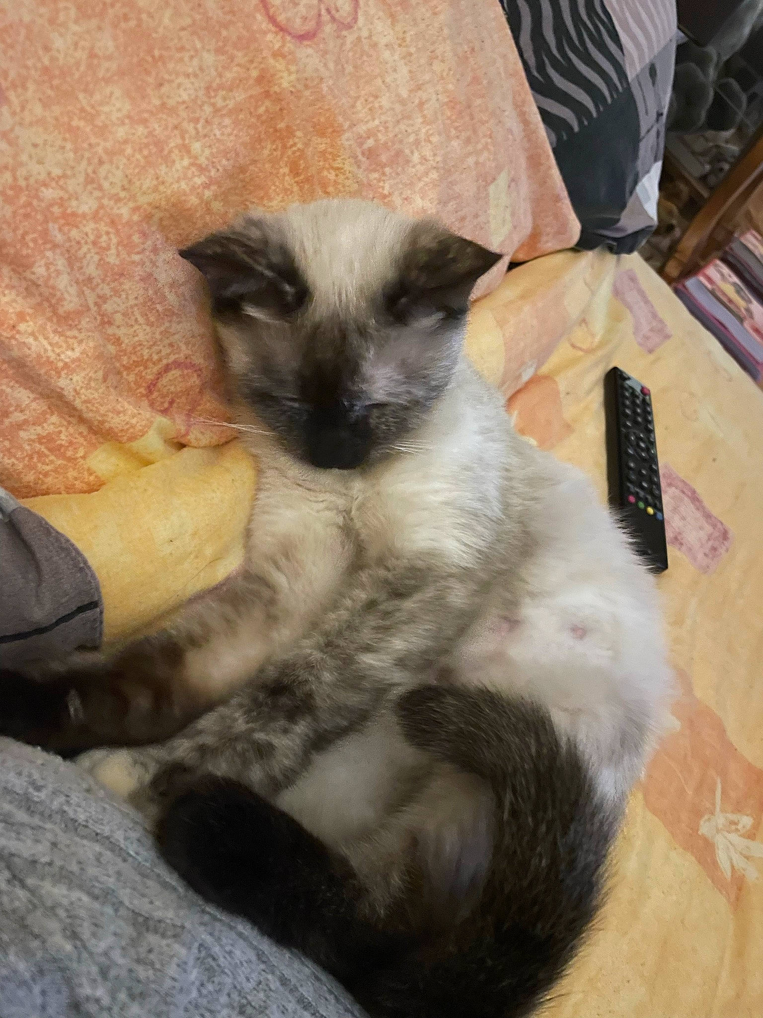 Tiara a rejoint le concours — aidez-le/la à gagner de superbes lots ! balinese, birman, box, carnivore, cat, claw, comfort, domestic_short_haired_cat, fawn, felidae, fur, paw, siamese, small_to_medium_sized_cats, snout, tail, thai, tonkinese, whiskers, wood