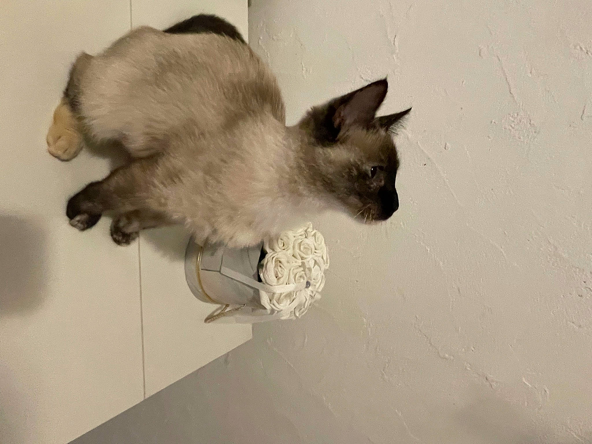 Tiara participe au concours pour gagner de l'argent avec cette photo : balinese, birman, carnivore, cat, ceiling, claw, domestic_short_haired_cat, fawn, felidae, flooring, fur, paw, siamese, small_to_medium_sized_cats, snout, tail, thai, tonkinese, whiskers