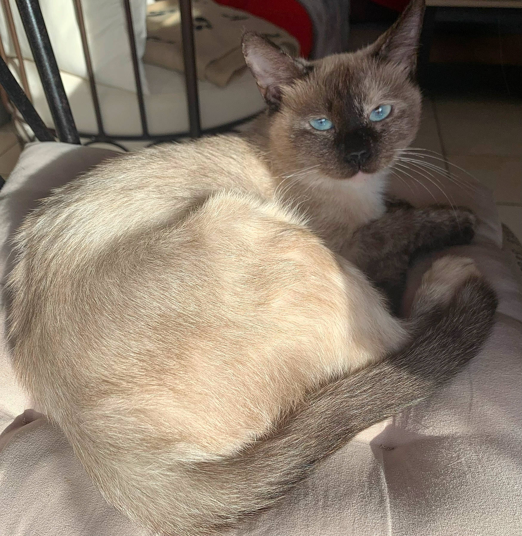 Tiara participe au concours pour gagner de l'argent avec cette photo : balinese, carnivore, cat, cat_supply, claw, comfort, domestic_short_haired_cat, fawn, felidae, fur, paw, siamese, small_to_medium_sized_cats, snout, tail, terrestrial_animal, thai, tonkinese, whiskers