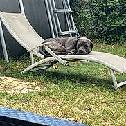 Tania participe au concours pour gagner de l'argent avec cette photo : dog, outdoor, chaise_lounge, grass, backyard, relaxed, pet, animal, furniture, greenery, leaves, nature, resting, canine, summer, garden, metal_frame, lawn, daytime, peaceful
