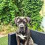 Tania a rejoint le concours — aidez-le/la à gagner de superbes lots ! dog, brindle, outdoor, chair, ivy, greenery, grass, pet, animal, portrait, sitting, black_collar, furniture, nature, leafy_background, canine, paw, ears, tail, looking