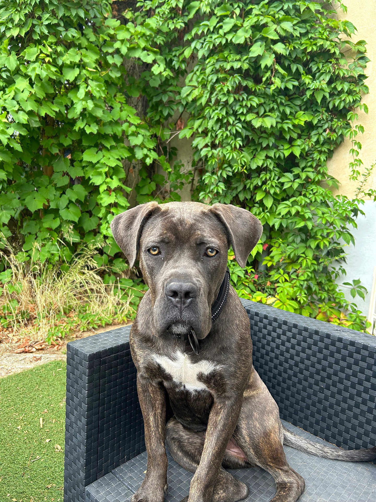 Tania a rejoint le concours — aidez-le/la à gagner de superbes lots ! dog, brindle, outdoor, chair, ivy, greenery, grass, pet, animal, portrait, sitting, black_collar, furniture, nature, leafy_background, canine, paw, ears, tail, looking