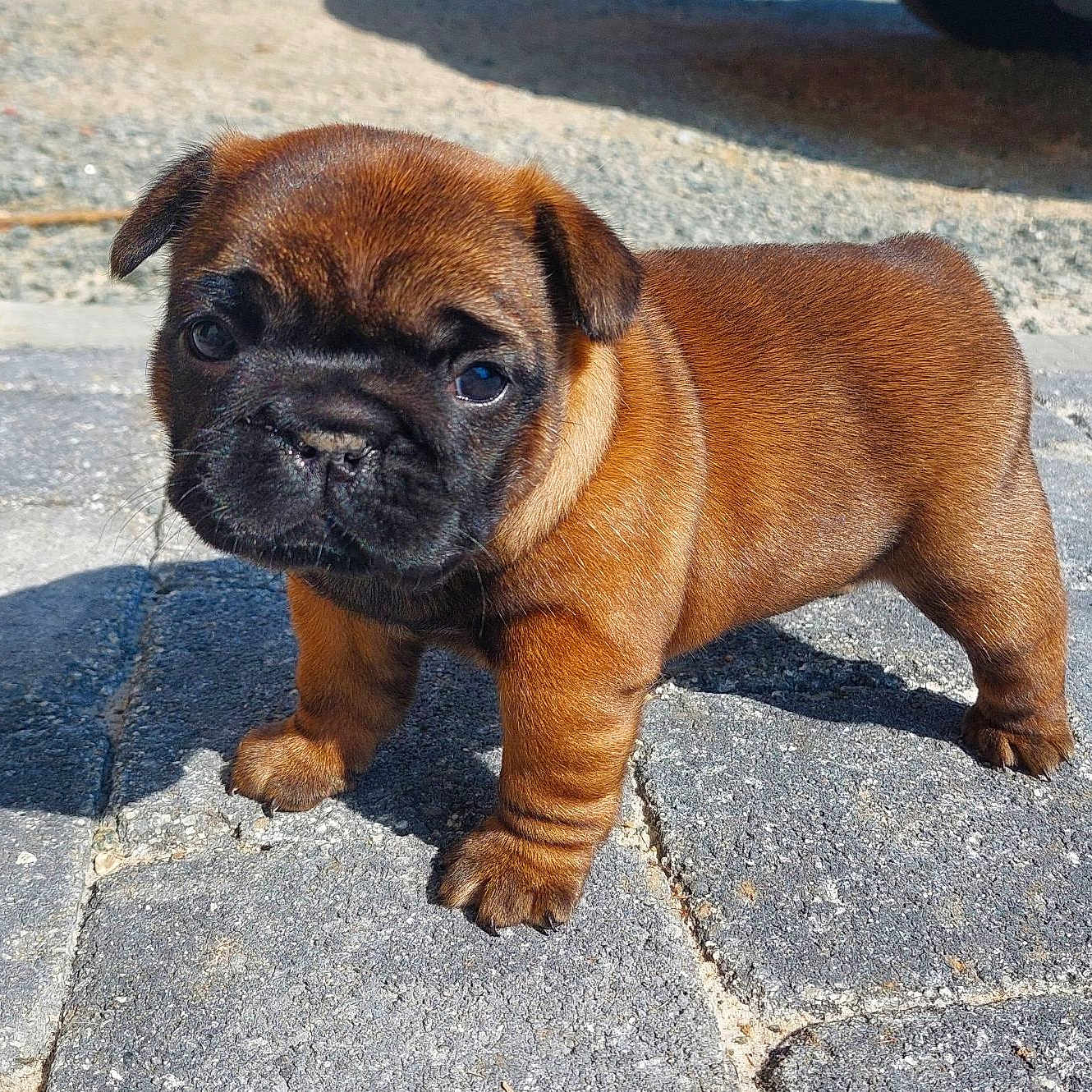 Victoire participe au concours pour gagner de l'argent avec cette photo : animal, boxer, bulldog, canine, dog, frenchbulldog, hound, path, pet, pitbull, pug, puppy, rock, snout