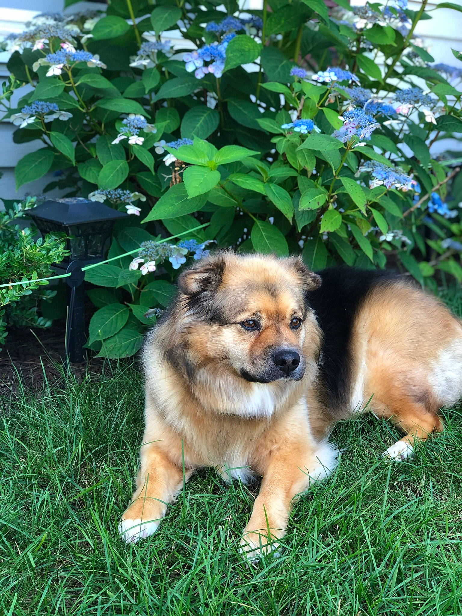 Lucy joined the competition — help win amazing prizes! canidae, carnivore, companion_dog, dog, dog_breed, fawn, garden, grass, groundcover, plant, puppy, shrub, snout, sporting_group, terrestrial_animal, tree, working_dog