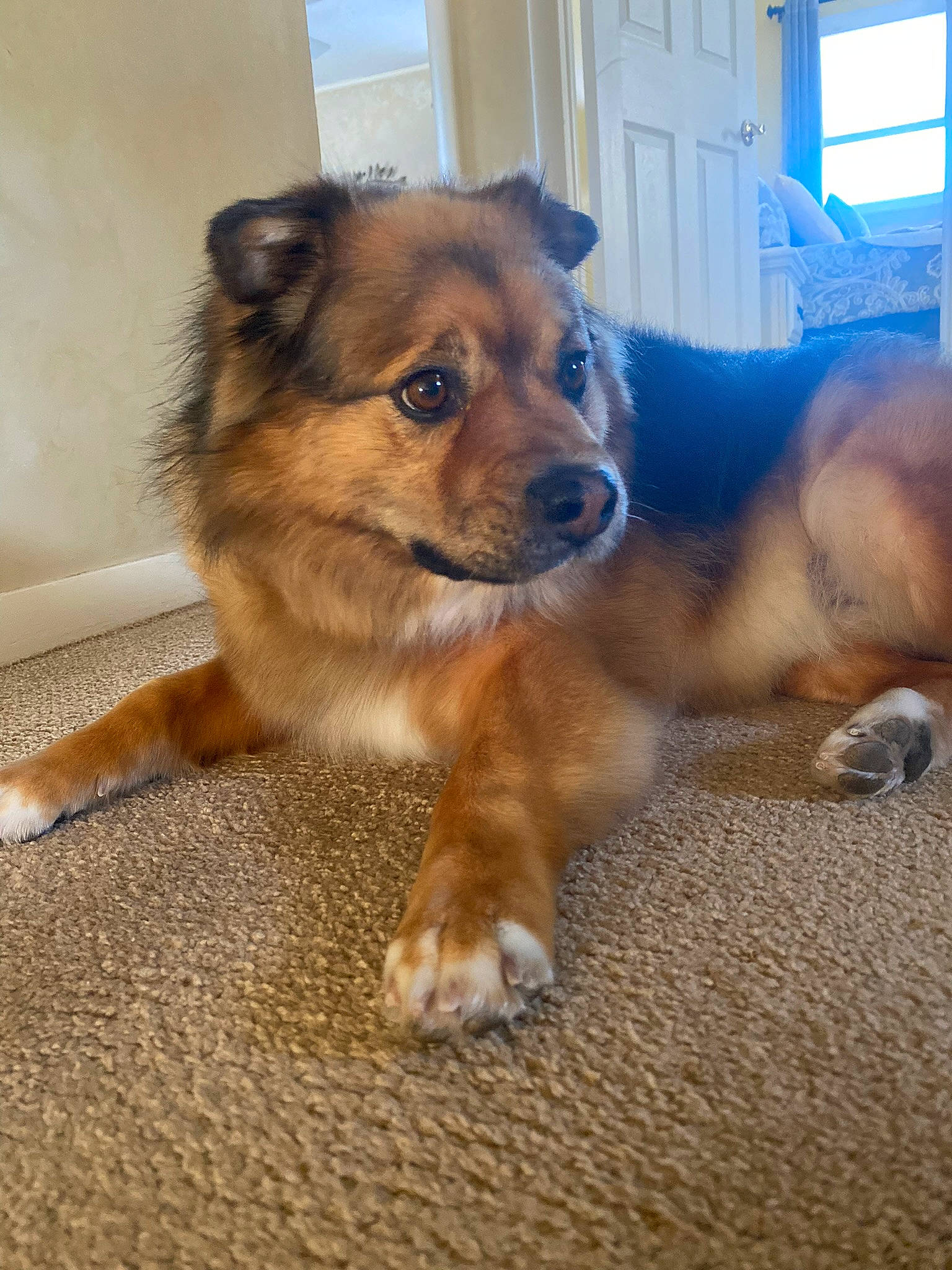 Lucy joined the competition — help win amazing prizes! ancient_dog_breeds, canidae, carnivore, companion_dog, dog, dog_breed, door, fawn, flooring, fur, herding_dog, paw, puppy, snout, sporting_group, tail, terrestrial_animal, whiskers, window, working_dog