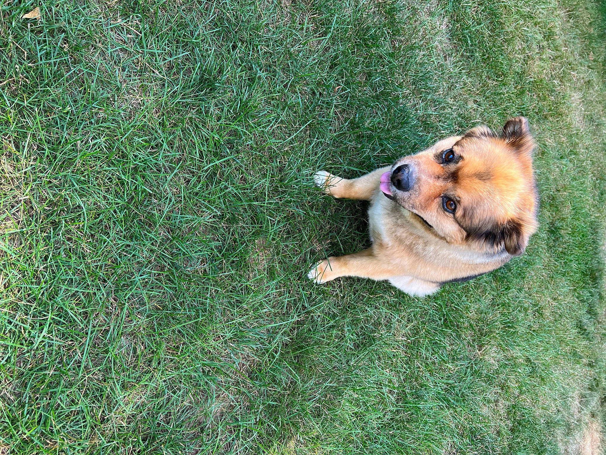 Lucy joined the competition — help win amazing prizes! canidae, carnivore, companion_dog, dog, dog_breed, fawn, fur, german_spitz_mittel, grass, groundcover, herding_dog, plant, snout, spitz, sporting_group, tail, terrestrial_animal, wildlife, working_animal, working_dog