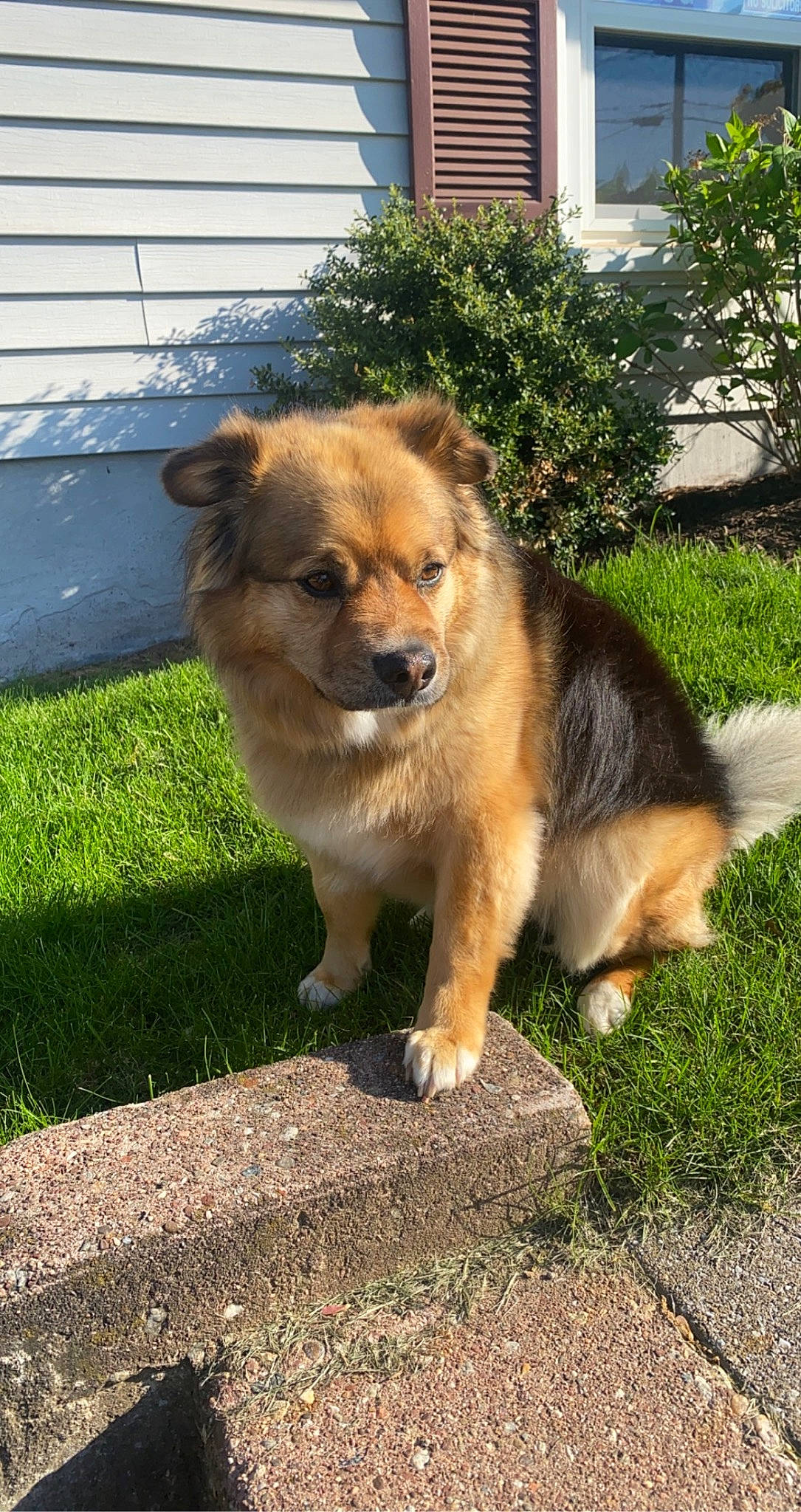 Lucy joined the competition — help win amazing prizes! ancient_dog_breeds, canidae, carnivore, companion_dog, dog, dog_breed, fawn, fence, fur, grass, herding_dog, plant, snout, sporting_group, street_dog, tail, terrestrial_animal, tree, whiskers, working_dog