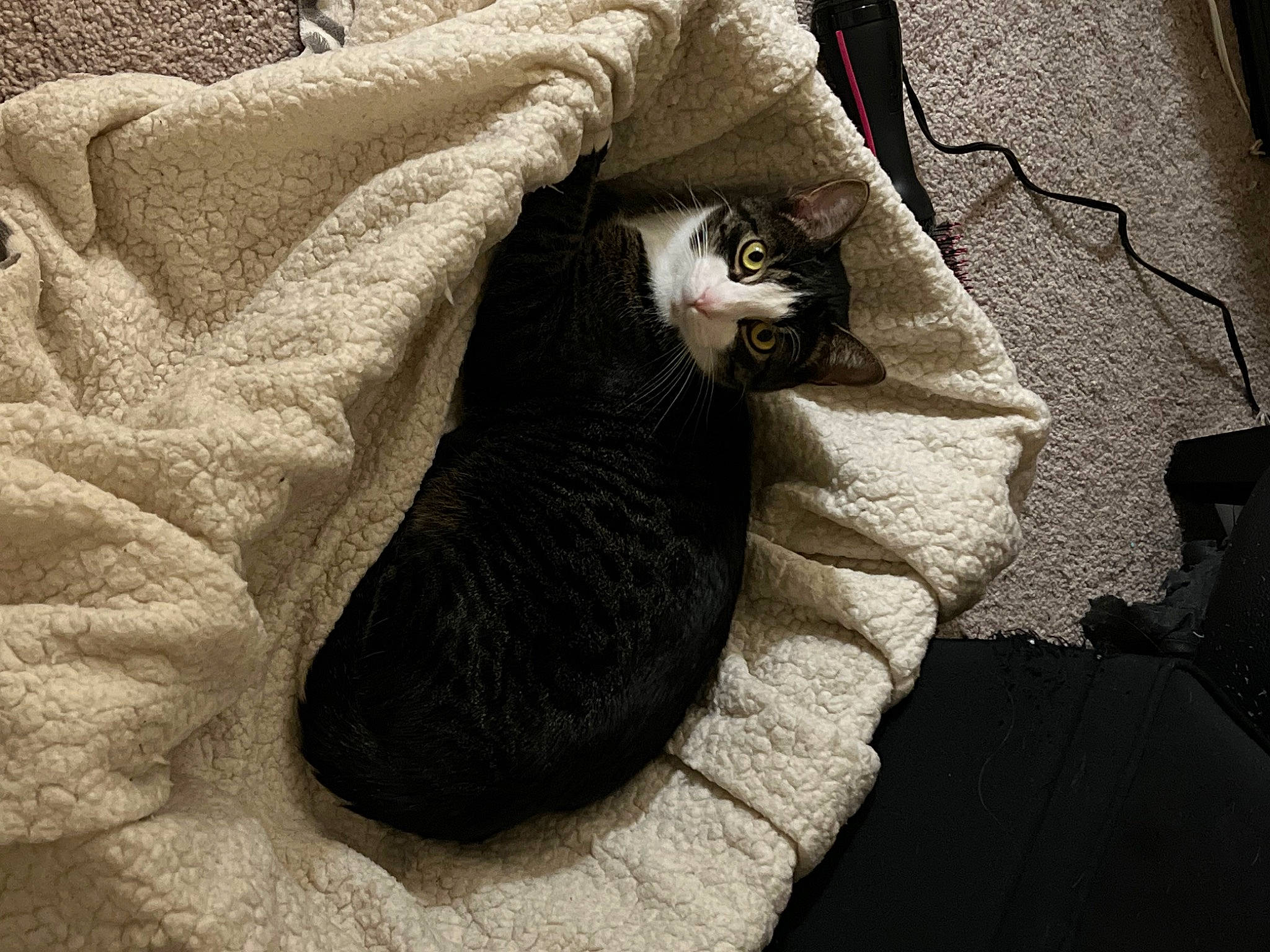 Mr Zoe joined the competition — help win amazing prizes! black_cat, carnivore, cat, comfort, domestic_short_haired_cat, felidae, flooring, fur, grey, human_leg, linens, monochrome_photography, shadow, small_to_medium_sized_cats, snout, tail, tints_and_shades, whiskers, wood, wool