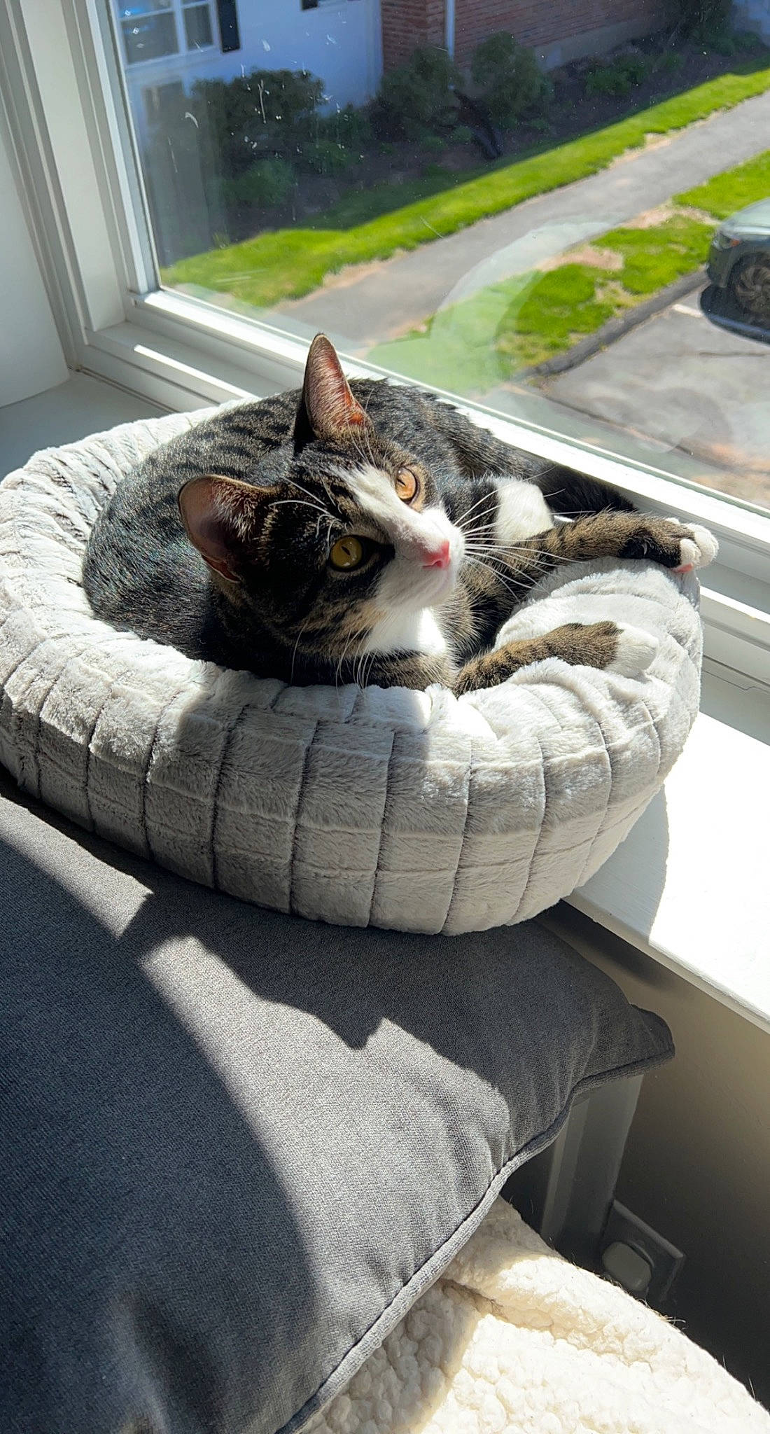 Mr Zoe is registered to the contest to win money with this photo: automotive_tire, carnivore, cat, cat_bed, comfort, domestic_short_haired_cat, felidae, flooring, fur, grass, grey, plant, sitting, small_to_medium_sized_cats, tail, tire, tree, whiskers, window