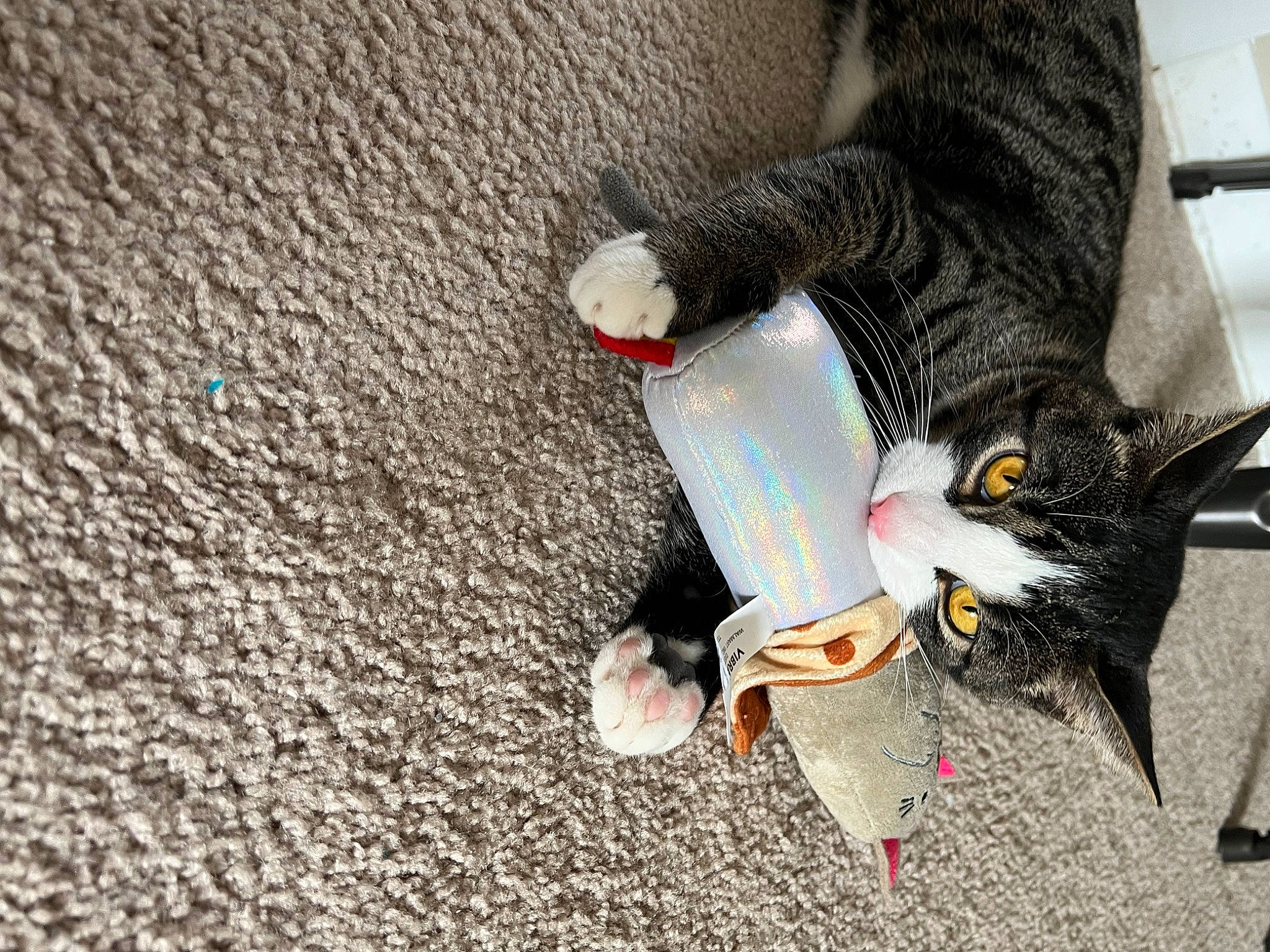 Mr Zoe is registered to the contest to win money with this photo: asphalt, automotive_tire, beak, black_cat, carnivore, cat, claw, domestic_short_haired_cat, felidae, flooring, foot, fur, glove, grey, human_leg, road_surface, small_to_medium_sized_cats, soil, tail, whiskers