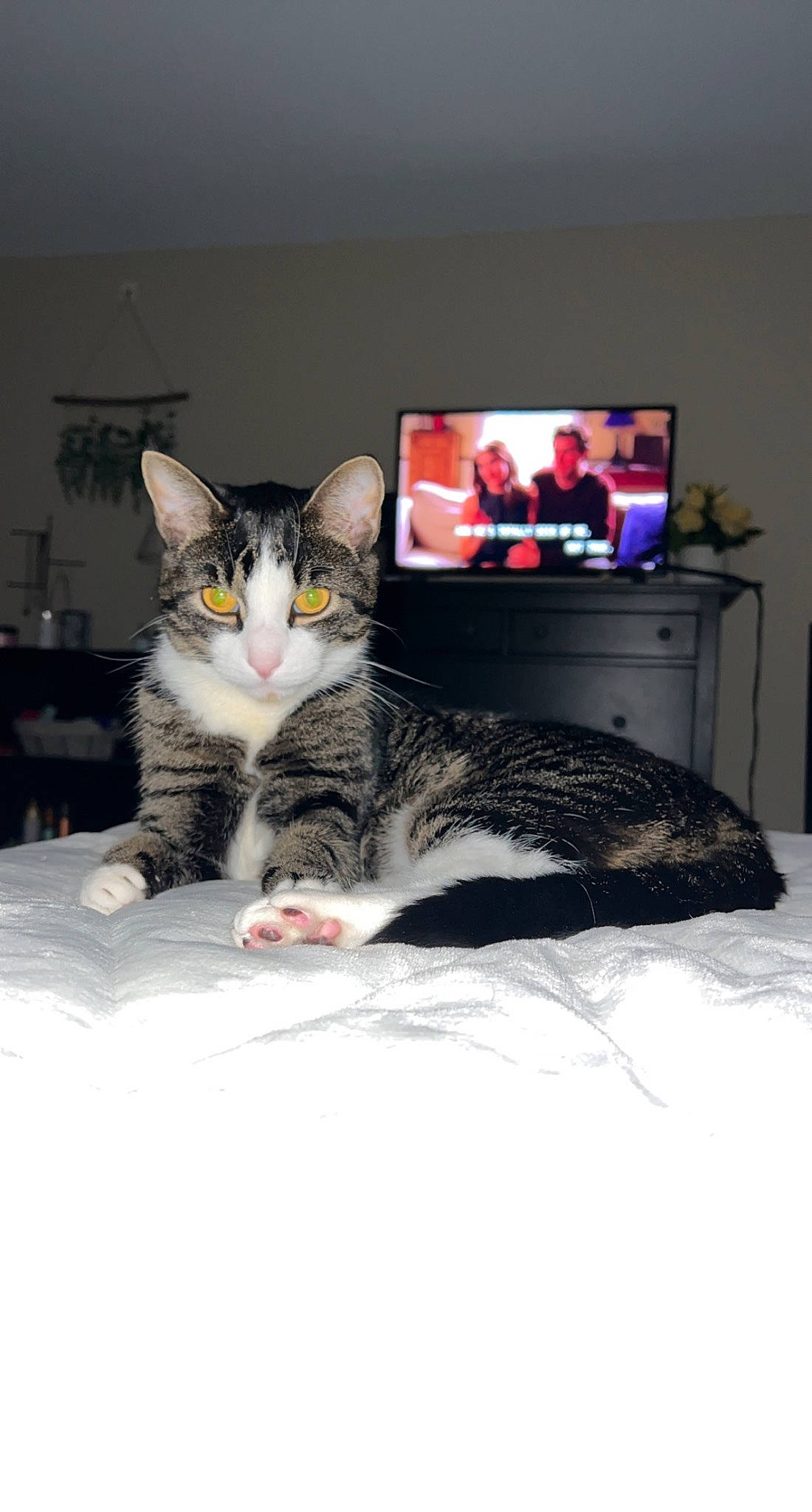 Mr Zoe joined the competition — help win amazing prizes! bed, carnivore, cat, comfort, display_device, domestic_short_haired_cat, felidae, flat_panel_display, fur, gadget, grey, home_appliance, mammal, output_device, paw, small_to_medium_sized_cats, tail, television, television_set, whiskers