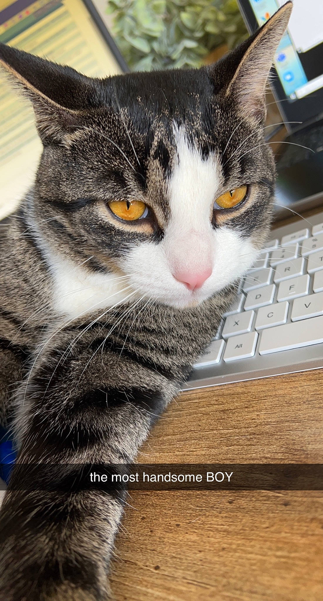 Mr Zoe joined the competition — help win amazing prizes! carnivore, cat, computer, computer_keyboard, domestic_short_haired_cat, felidae, fur, input_device, laptop, office_equipment, office_supplies, output_device, paw, peripheral, personal_computer, small_to_medium_sized_cats, snout, space_bar, tail, whiskers