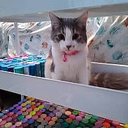 Naila is registered to the contest to win money with this photo: carnivore, cat, colorfulness, confectionery, felidae, internet_meme, lavender, pet_supply, photo_caption, pink, small_to_medium_sized_cats, square, sweetness, whiskers