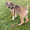 Rick joined the competition — help win amazing prizes! puppy, dog, pet, canine, outdoor, grass, park, harness, leash, brown_fur, white_markings, floppy_ears, curious, standing, animal_portrait, autumn, fallen_leaves, neighborhood, houses, daylight