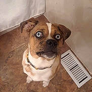 Rick is registered to the contest to win money with this photo: dog, boxer, pet, animal, sitting, portrait, wide_eyes, brown_fur, white_chest, collar, muzzle, nose, ears, indoor, kitchen, tile_floor, floor_vent, corner, funny_expression, photography