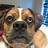 Rick joined the competition — help win amazing prizes! dog, boxer, pet, canine, close_up, portrait, brown_fur, white_markings, floppy_ears, wide_eyes, black_nose, collar, indoor, bedroom, window, blinds, natural_light, funny_expression, animal, photography