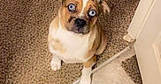 Rick is registered to the contest to win money with this photo: puppy, dog, sitting, portrait, wide_eyed, brown_and_white, short_hair, pet, animal, indoors, carpet, tile_floor, closet, clothing, doorway, home, looking_at_camera, cute, funny_expression, photography