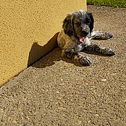 Aïko a rejoint le concours — aidez-le/la à gagner de superbes lots ! animal, closeup, concrete, daylight, dog, garden, grass, happy, nature, outdoor, pet, playing, puppy, relaxing, resting, shadow, sunlight, texture, yellow_wall, young_dog
