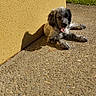animal, closeup, concrete, daylight, dog, garden, grass, happy, nature, outdoor, pet, playing, puppy, relaxing, resting, shadow, sunlight, texture, yellow_wall, young_dog