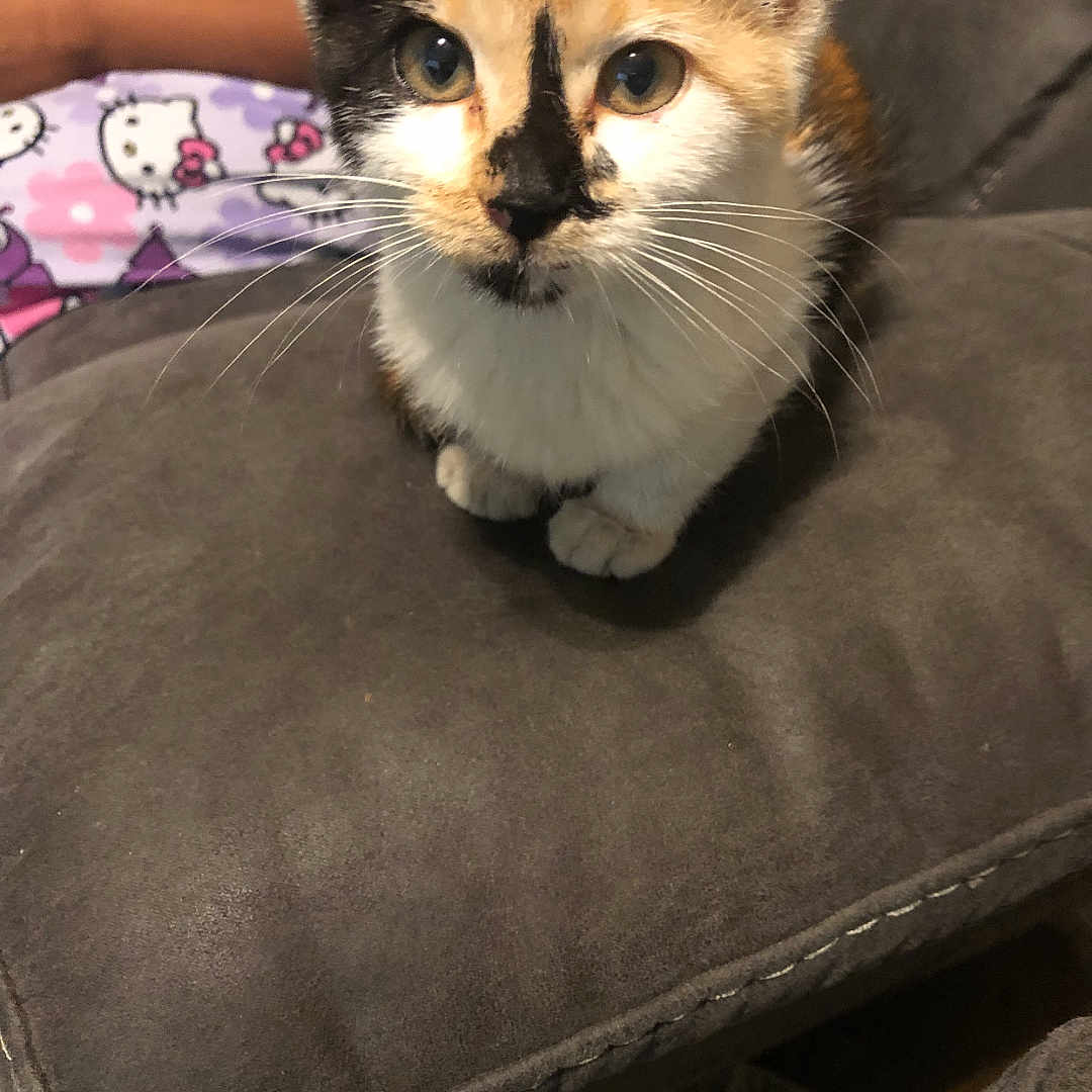 Minnie Mae