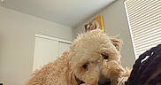 Lola is registered to the contest to win money with this photo: dog, indoor, bedroom, window, blinds, person, shoulder, curly_fur, resting, cozy, affection, blanket, white_shirt, painting, wall, light, fur, close_up, relaxing, cute