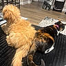dog, cat, fluffy, calico_cat, indoor, wooden_floor, black_surface, furniture, mirror, bookshelf, pet, animal, tail, collar, relaxed, side_view, home, companion, cozy, domestic