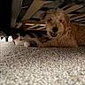 Lola is registered to the contest to win money with this photo: dog, cat, carpet, under_bed, pet, furry, animal, indoor, resting, curious, fluffy, brown_dog, calico_cat, cozy, quiet, home, companion, cute, relaxed, friendship