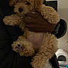 Lola is registered to the contest to win money with this photo: puppy, dog, person, indoor, holding, curly_fur, pet, living_room, watch, clothing, brown_fur, cute, cozy, home, black_jacket, white_shirt, modern, carpet, hand, fur