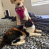 dog, cat, bed, indoor, window, blinds, blanket, pattern, calico_cat, harness, pet, animal, furry, resting, curious, cozy, domestic, fur, companion, cute