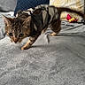 Pixie participe au concours pour gagner de l'argent avec cette photo : kitten, cat, tabby, pet, indoor, blanket, couch, pillow, toy, animal, feline, curious, walking, small, fur, whiskers, playful, domestic, home, soft