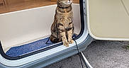 Pixie a rejoint le concours — aidez-le/la à gagner de superbes lots ! cat, tabby, pet, animal, doorway, camper, outdoor, step, curious, feline, fur, sitting, looking, green_eyes, cable, ground, wood, metal, vehicle, carpet