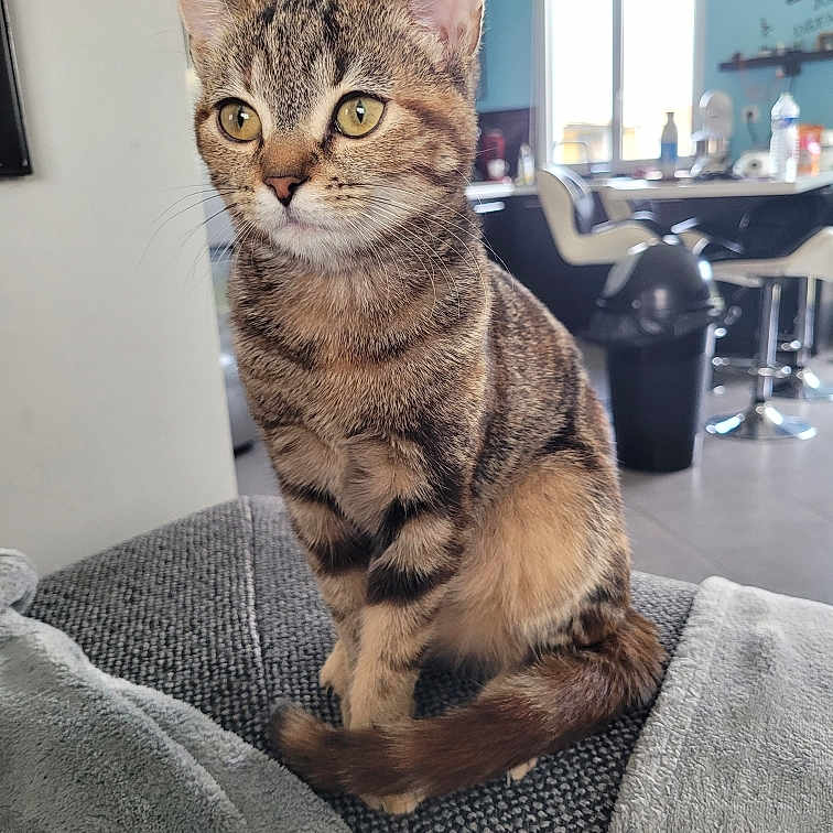 Pixie a rejoint le concours — aidez-le/la à gagner de superbes lots ! cat, tabby, pet, indoor, couch, blanket, furniture, living_room, curious, alert, sitting, domestic_animal, cozy, home, soft_light, texture, fur, whiskers, tail, ears