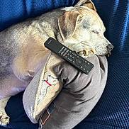 Bullwinkle joined the competition — help win amazing prizes! blanket, couch, cozy, dog, ear, embroidered_pillow, fur, indoor, nails, nap, navy_blue, pattern, paw, pet, pillow, remote_control, resting, sleeping, snout, textile