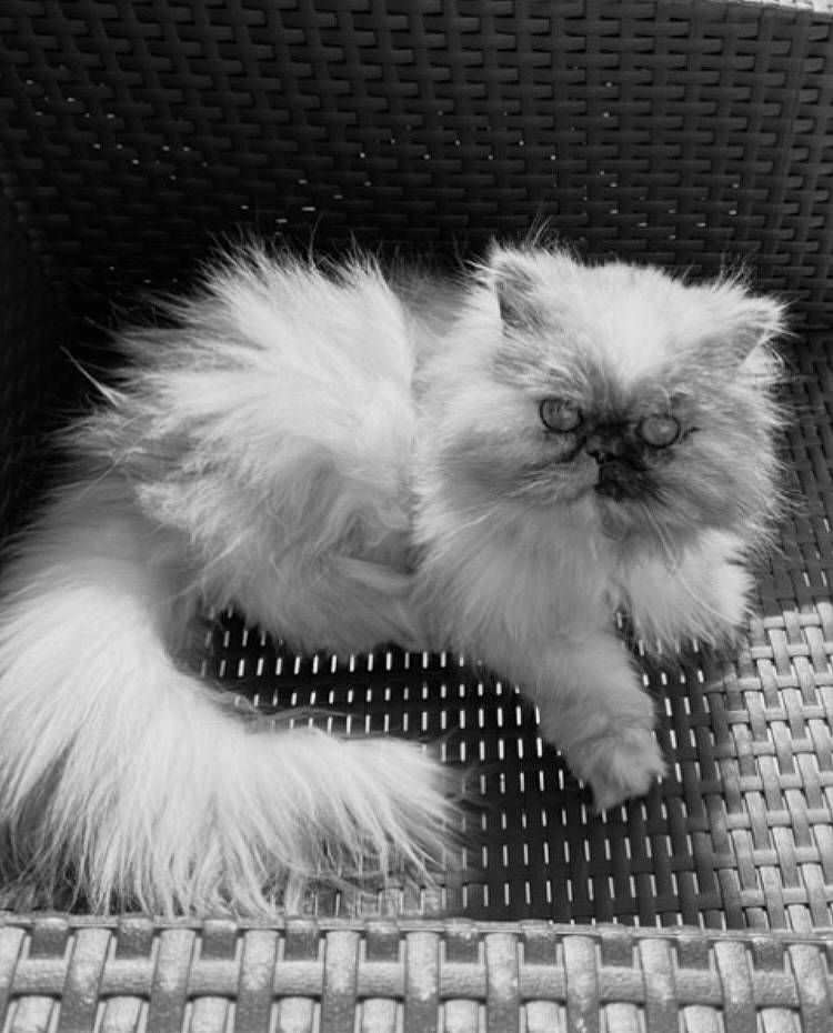 Divine participe au concours pour gagner de l'argent avec cette photo : black_and_white, british_longhair, carnivore, cat, claw, close_up, felidae, flooring, fur, grey, monochrome, monochrome_photography, paw, sitting, small_to_medium_sized_cats, snout, style, tail, vertebrate, whiskers