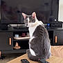 Mekki participe au concours pour gagner de l'argent avec cette photo : cat, gray_and_white_cat, table, remote_control, living_room, television, furniture, wooden_table, curious_cat, pet, indoor, electronics, modern_interior, home_decor, black_cabinet, white_wall, floor, cozy, sitting_cat, looking_back