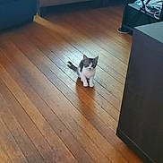 Daisy joined the competition — help win amazing prizes! cat, kitten, animal, pet, gray_and_white, sitting, looking_at_camera, indoors, wooden_floor, floor, living_room, furniture, cabinet, chair, cables, home, portrait, small, cute, domestic_animal