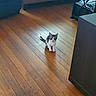 cat, kitten, animal, pet, gray_and_white, sitting, looking_at_camera, indoors, wooden_floor, floor, living_room, furniture, cabinet, chair, cables, home, portrait, small, cute, domestic_animal