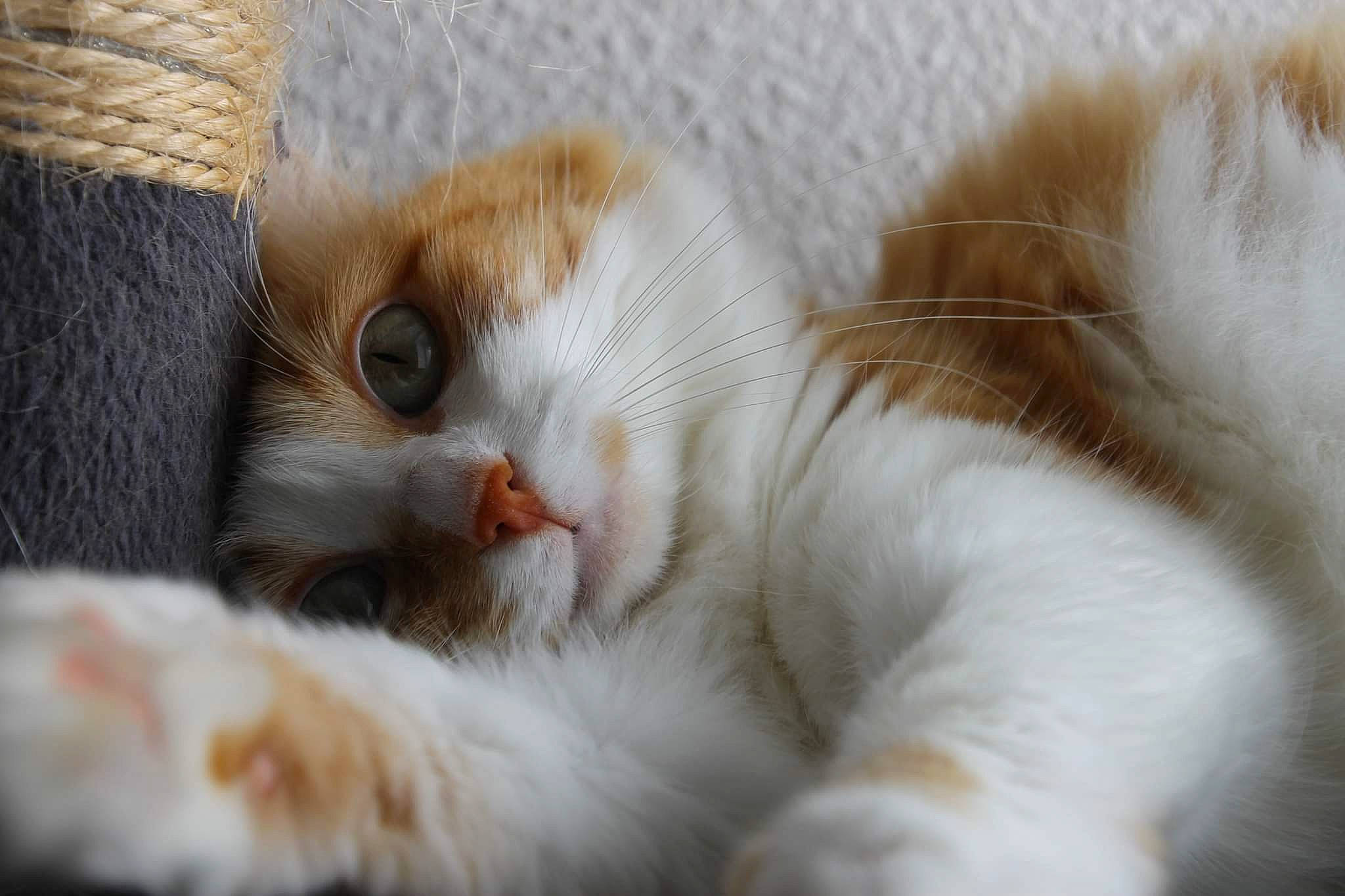 Kitty participe au concours pour gagner de l'argent avec cette photo : carnivore, cat, claw, close_up, comfort, domestic_short_haired_cat, felidae, fur, nap, paw, sleep, small_to_medium_sized_cats, tail, terrestrial_animal, whiskers