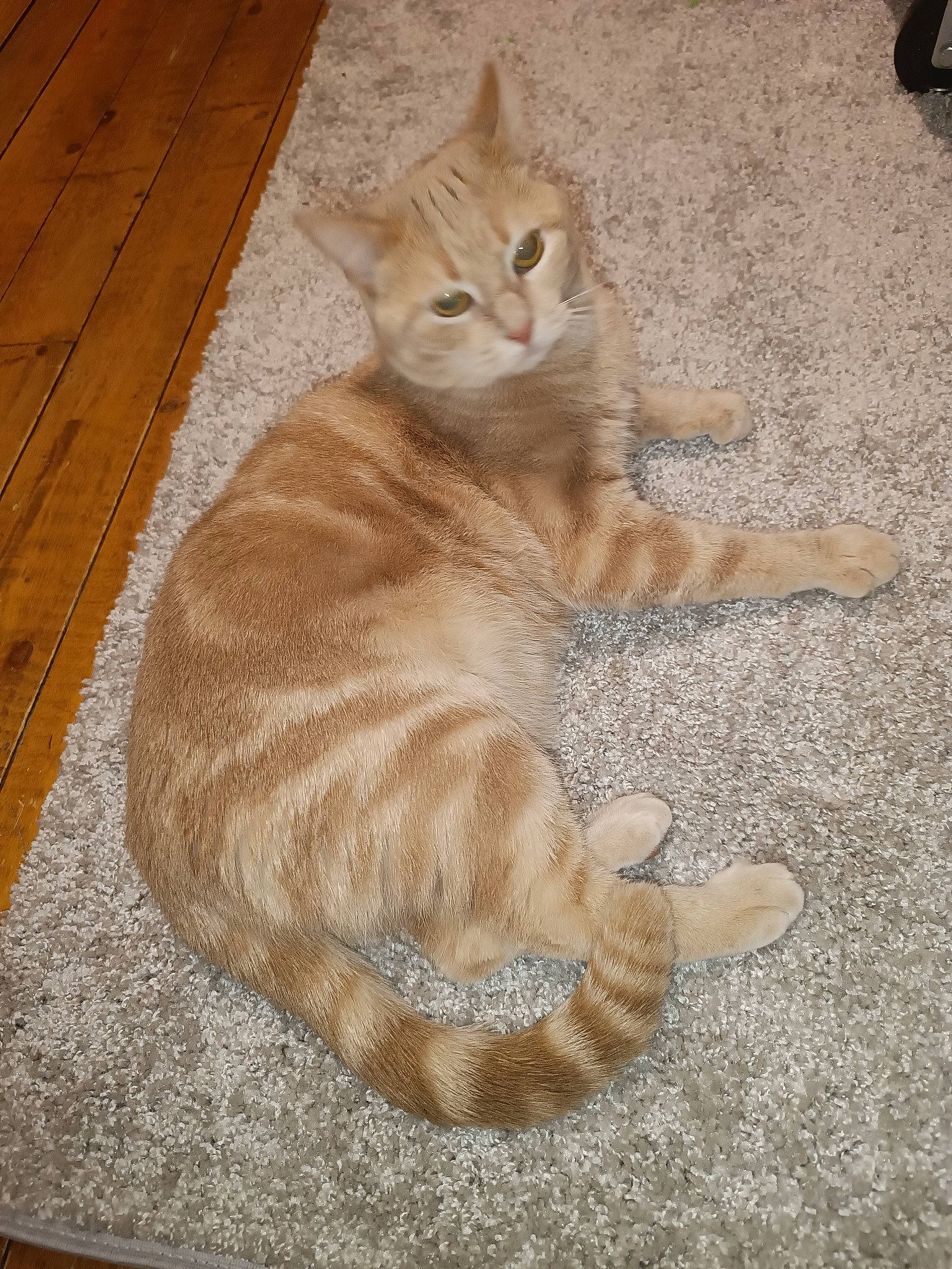 Biscotte a rejoint le concours — aidez-le/la à gagner de superbes lots ! carnivore, cat, domestic_short_haired_cat, fawn, felidae, flooring, foot, fur, hardwood, paw, plank, sitting, small_to_medium_sized_cats, snout, tail, terrestrial_animal, varnish, whiskers, wood, wood_stain