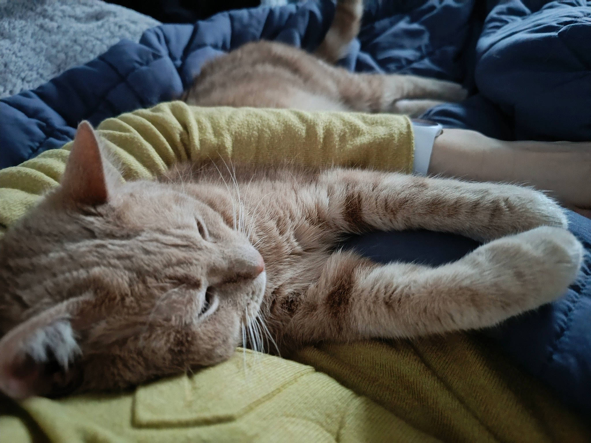 Biscotte a rejoint le concours — aidez-le/la à gagner de superbes lots ! carnivore, cat, claw, comfort, couch, domestic_short_haired_cat, fawn, felidae, fur, gesture, human_leg, linens, nap, paw, small_to_medium_sized_cats, snout, tail, whiskers, wool, wrinkle