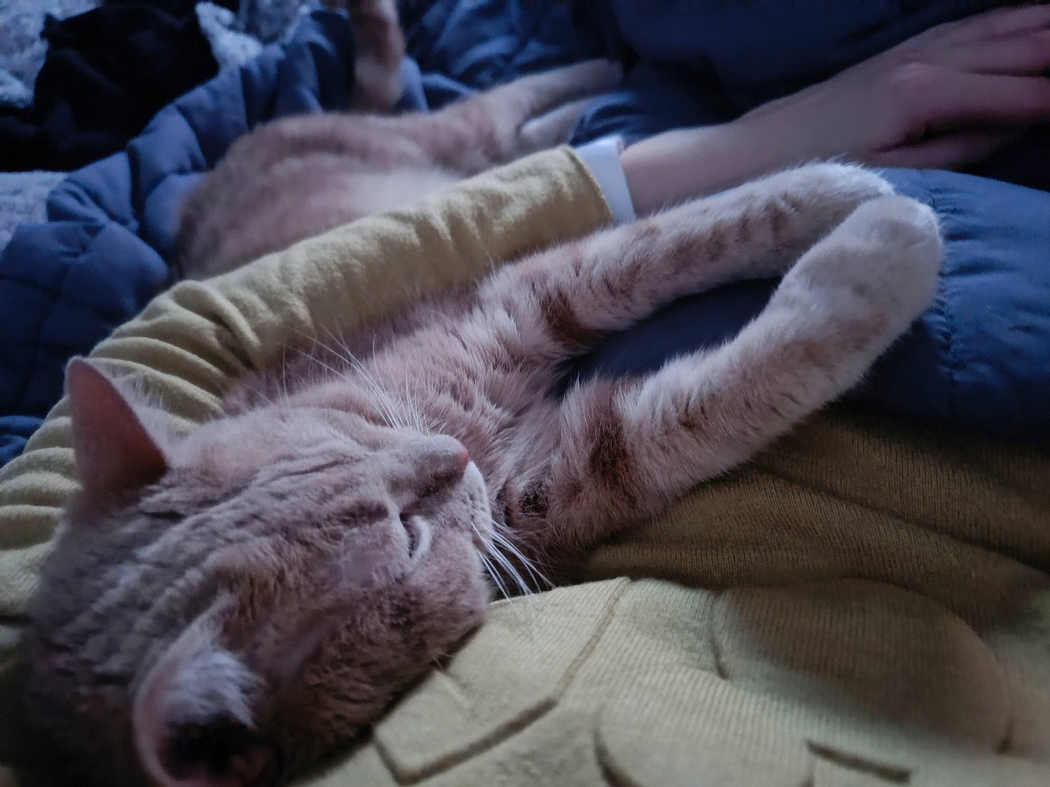 Biscotte participe au concours pour gagner de l'argent avec cette photo : carnivore, cat, claw, comfort, couch, domestic_short_haired_cat, fawn, felidae, flesh, foot, fur, gesture, human_leg, nail, nap, paw, small_to_medium_sized_cats, tail, toe, whiskers