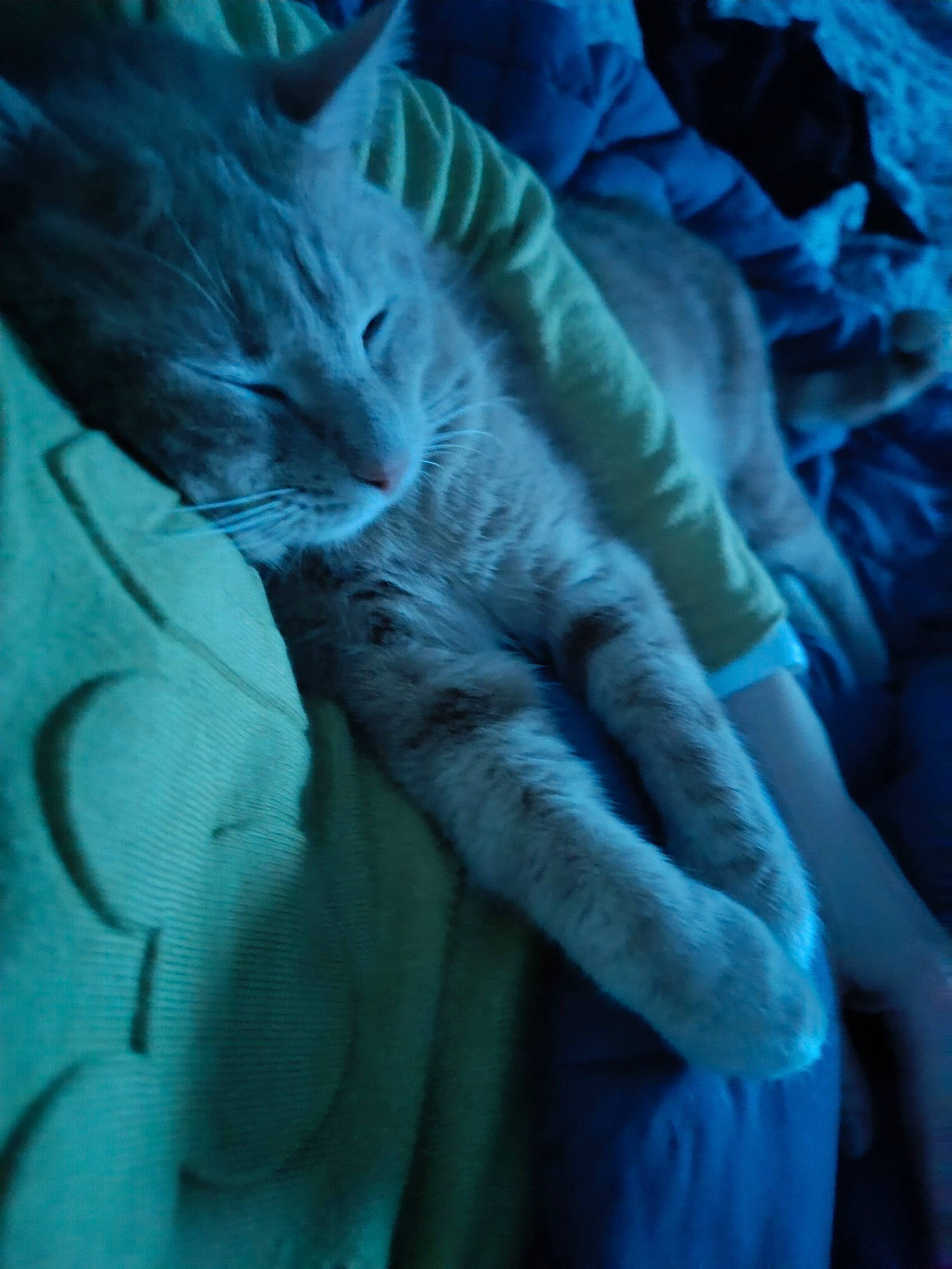 Biscotte participe au concours pour gagner de l'argent avec cette photo : aqua, bed, bedding, carnivore, cat, comfort, darkness, electric_blue, felidae, fur, gesture, grey, linens, nap, pattern, sleep, sleeve, small_to_medium_sized_cats, tail, whiskers