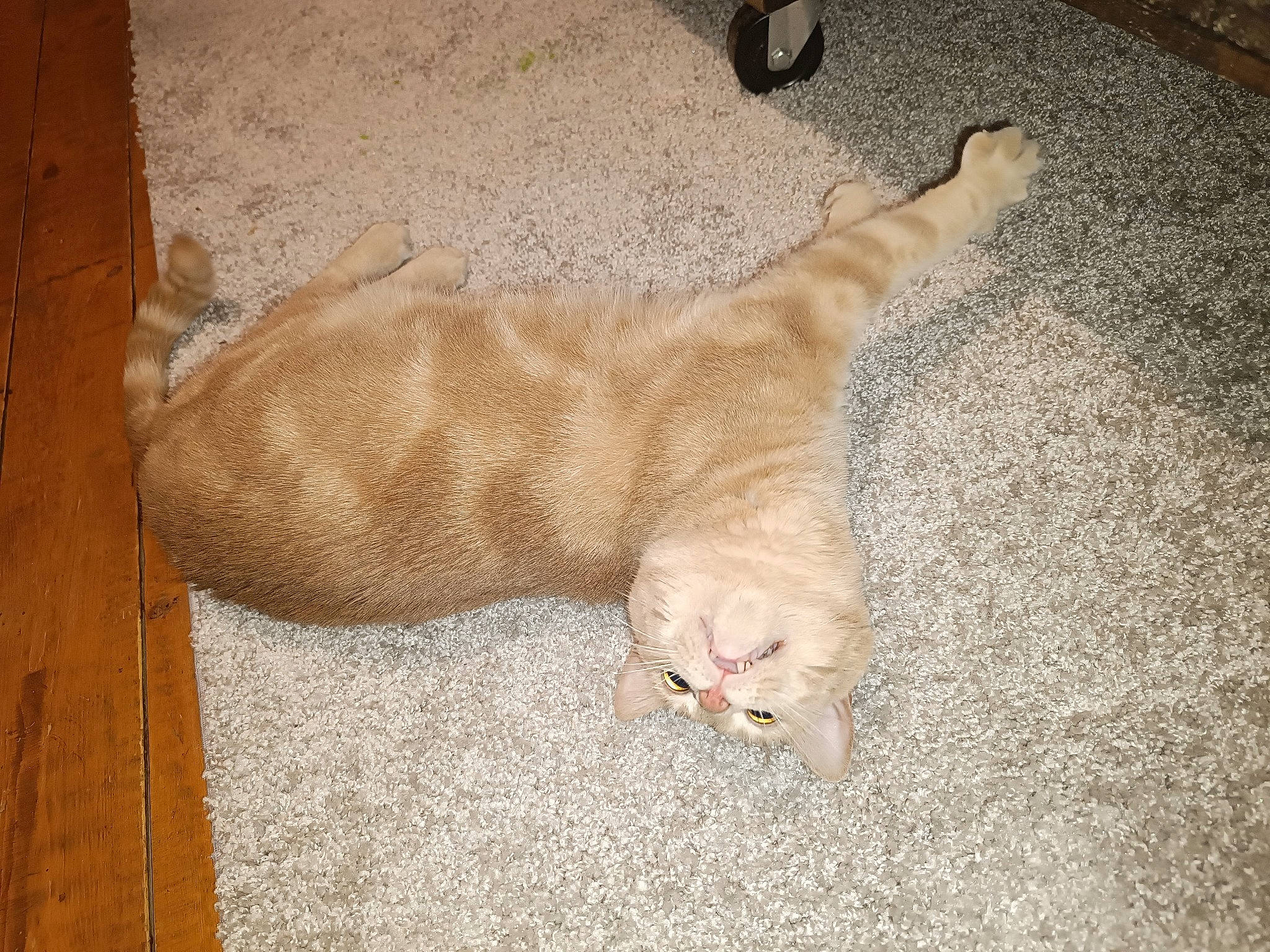 Biscotte participe au concours pour gagner de l'argent avec cette photo : canidae, carnivore, cat, claw, comfort, dog_breed, domestic_short_haired_cat, felidae, flooring, foot, fur, hardwood, nap, paw, small_to_medium_sized_cats, sporting_group, tail, terrestrial_animal, whiskers, wood