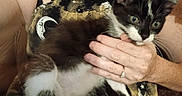 Oreo joined the competition — help win amazing prizes! animal, arm, black_and_white, cat, close_up, clothing, curious, cute, feline, hand, holding, indoor, kitten, moon, pattern, person, pet, skin, sun, young