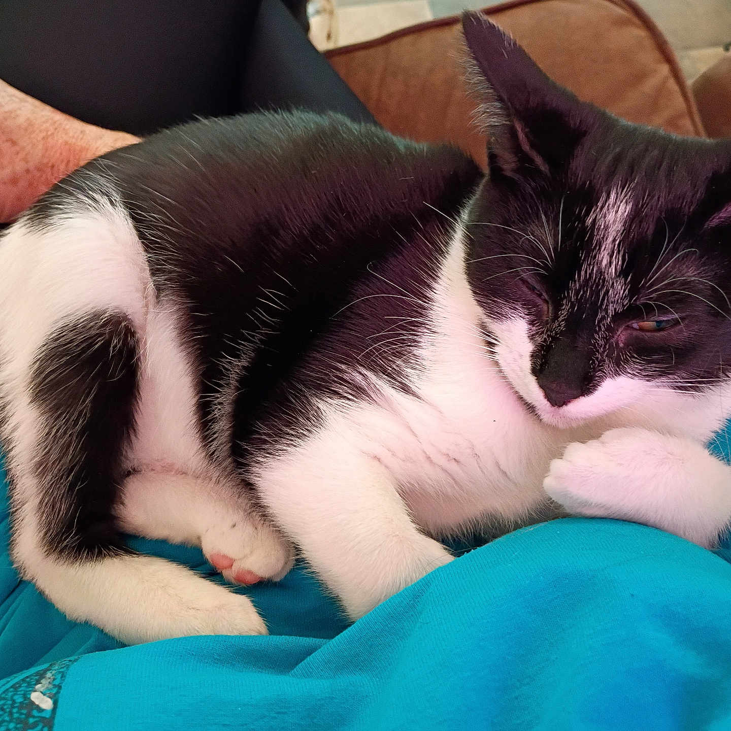 Oreo is registered to the contest to win money with this photo: animal, black_and_white, blue_shirt, cat, close_up, comfortable, couch, domestic, feline, freckles, fur, hand, indoor, lap, paw, person, pet, relaxed, resting, whiskers