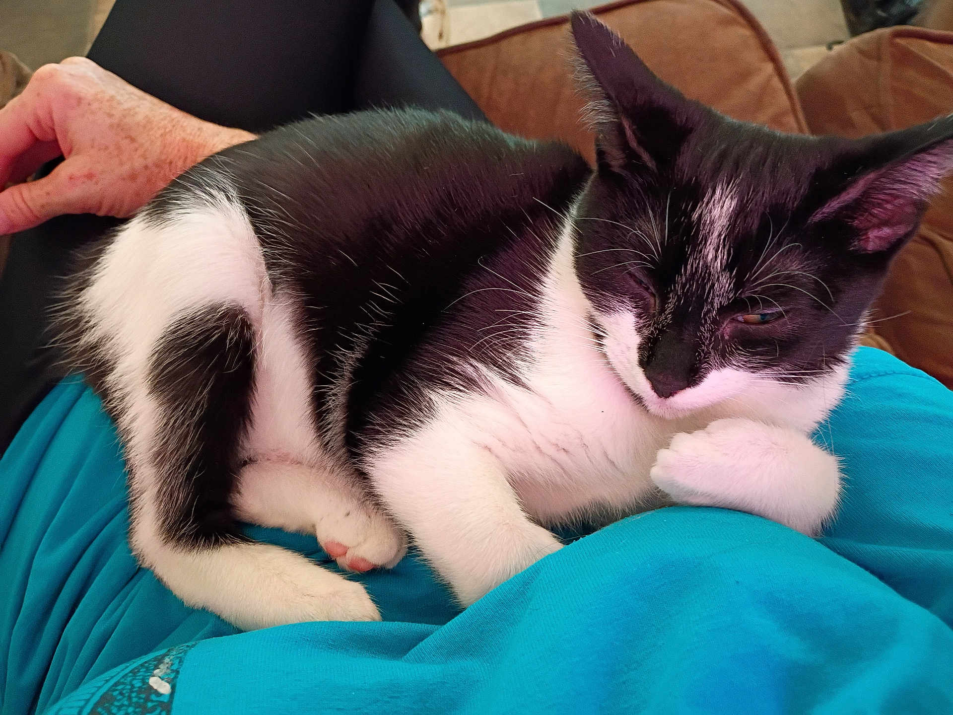 Oreo