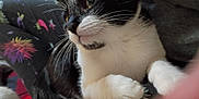 Oreo joined the competition — help win amazing prizes! cat, black_and_white, pet, close_up, whiskers, paws, resting, indoor, person, leggings, patterned_clothing, colorful, space_theme, casual, cozy, fur, animal, domestic, relaxed, portrait