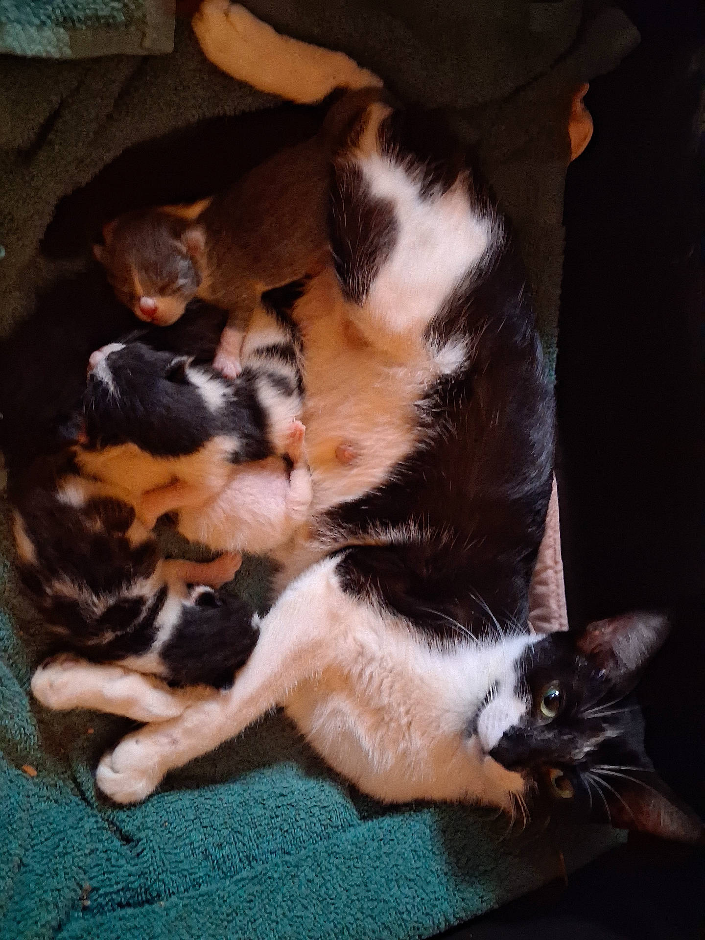 Oreo is registered to the contest to win money with this photo: animal, black_and_white, cat, close_up, cute, domestic_animal, family, fur, indoor, kitten, lying_down, mother_cat, newborn, paw, pet, resting, sleeping, snuggling, towel, whiskers