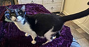 Oreo joined the competition — help win amazing prizes! alert, animal, bed, black_and_white, blanket, cat, curious, cute, domestic_animal, dressed_room, feline, floor, furniture, household, indoor, mammal, pet, plush, tail, whiskers