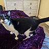 Oreo joined the competition — help win amazing prizes! alert, animal, bed, black_and_white, blanket, cat, curious, cute, domestic_animal, dressed_room, feline, floor, furniture, household, indoor, mammal, pet, plush, tail, whiskers